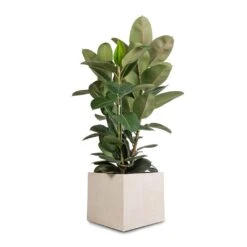 Raindrop Cube Planter - Stone -HORTOLOGY Plants Sale Ficus elastica Robusta Rubber Plant 30x110cm Raindrop Cube Planter Stone 40x40x36cm