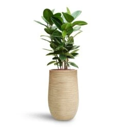Ficus Elastica Robusta - Rubber Plant - HydroCare -HORTOLOGY Plants Sale Ficus elastica Robusta Rubber Plant HydroCare Dune Partner Planter Oat
