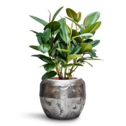 Ficus Elastica Robusta - Rubber Plant - HydroCare -HORTOLOGY Plants Sale Ficus elastica Robusta Rubber Plant HydroCare Opus Raw Couple Planter Silver