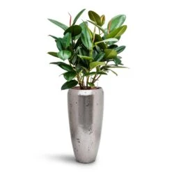 Ficus Elastica Robusta - Rubber Plant - HydroCare -HORTOLOGY Plants Sale Ficus elastica Robusta Rubber Plant HydroCare Opus Raw Partner Planter Silver