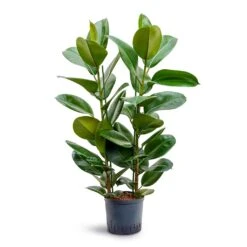 Ficus Elastica Robusta - Rubber Plant - HydroCare -HORTOLOGY Plants Sale Ficus elastica Robusta Rubber Plant Hydroculture 22 19x100cm 2stem