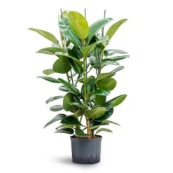Ficus Elastica Robusta - Rubber Plant - HydroCare -HORTOLOGY Plants Sale Ficus elastica Robusta Rubber Plant Hydroculture 25 19x120cm 3stem