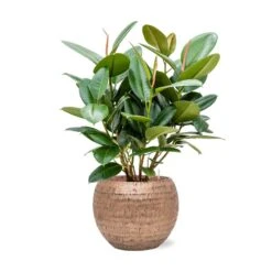 Ficus Elastica Robusta - Rubber Plant - HydroCare -HORTOLOGY Plants Sale Ficus elastica Robusta Rubber Plant Hydroculture Opus Hammered Globe Planter Gold