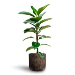 Luxe Lite Waterfall Cylinder Planter - Bronze 33 Luxe Lite Waterfall Cylinder Planter - Bronze -HORTOLOGY Plants Sale Ficus elastica Robusta Rubber Plant HydrocultureLuxe Lite Waterfall Cylinder Planter Bronze fb8df9cb 938b 431f 8abf fe5e95bf2edf