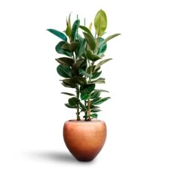 Metallic Couple Curved Indoor Plant Pot – Matt Copper Metallic Finish -HORTOLOGY Plants Sale Ficus elastica Robusta Rubber Plant HydrocultureMetallic Couple Plant Pot Matt Copper b60f0eae b9ef 44a5 84c2 309f7ffd6a61