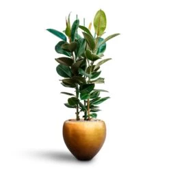 Ficus Elastica Robusta - Rubber Plant - HydroCare -HORTOLOGY Plants Sale Ficus elastica Robusta Rubber Plant HydrocultureMetallic Couple Plant Pot Matt Honey