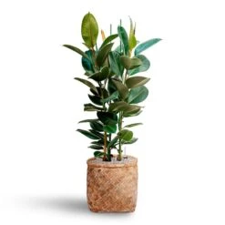 Ficus Elastica Robusta - Rubber Plant - HydroCare -HORTOLOGY Plants Sale Ficus elastica Robusta Rubber Plant HydrocultureZayn Bamboo Planter
