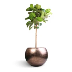Metallic Globe Plant Pot - Matt Coffee -HORTOLOGY Plants Sale Ficus elastica Robusta Rubber Plant Straight Stem 30x120cm Metallic Globe Plant Pot Matt Coffee 50x37cm