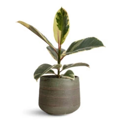 Ficus Elastica Tineke - Variegated Rubber Plant -HORTOLOGY Plants Sale Ficus elastica Tineke 12x40cm Celesta Pot Earth Clay 18x15cm