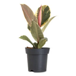 Ficus Elastica Tineke - Variegated Rubber Plant -HORTOLOGY Plants Sale Ficus elastica Tineke 14x50cm