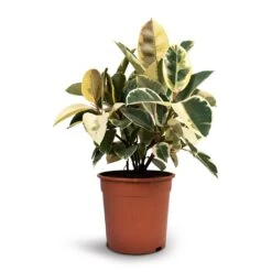 Ficus Elastica Tineke - Variegated Rubber Plant -HORTOLOGY Plants Sale Ficus elastica Tineke Rubber Plant 24x60cm