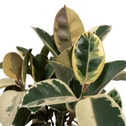 Ficus Elastica Tineke - Variegated Rubber Plant -HORTOLOGY Plants Sale Ficus elastica Tineke Rubber Plant 24x60cm Close Up