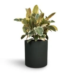 Ficus Elastica Tineke - Variegated Rubber Plant -HORTOLOGY Plants Sale Ficus elastica Tineke Rubber Plant 24x60cm Max Refined Planter Pine Green 29x29.5cm