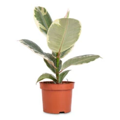 Ficus Elastica Tineke - Variegated Rubber Plant -HORTOLOGY Plants Sale Ficus elastica Tineke Variegated Rubber Plant 12x40cm