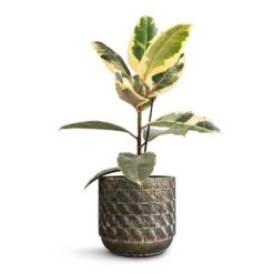 Jim Plant Pot - Earth 16 Jim Plant Pot - Earth -HORTOLOGY Plants Sale Ficus elastica Tineke Variegated Rubber Plant 17x50cm Jim Plant Pot Earth 21x19cm ee8b3ce5 0ff7 4f29 9676 cf119db1cc40