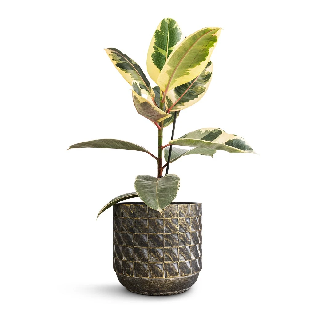 Jim Plant Pot - Earth 7 Jim Plant Pot - Earth - Image 7