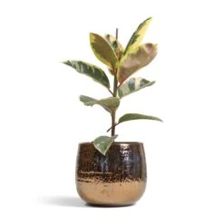 Yvette Plant Pot - Gold -HORTOLOGY Plants Sale Ficus elastica Tineke Variegated Rubber Plant 17x50cm Yvette Plant Pot Gold 24x21cm