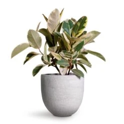 Ficus Elastica Tineke - Variegated Rubber Plant -HORTOLOGY Plants Sale Ficus elastica Tineke Variegated Rubber Plant 24x60cm Cas Plant Pot Cool Grey 29x26cm 2 f48db9a3 6214 482b a4c4 81030d9d21a1
