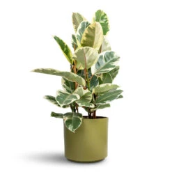 Ficus Elastica Tineke - Variegated Rubber Plant