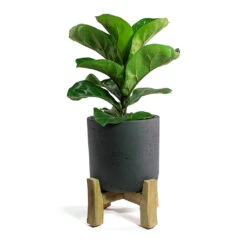 Charlie Plant Pot - Low Stand - Black Washed 9 Charlie Plant Pot - Low Stand - Black Washed -HORTOLOGY Plants Sale Ficus lyrata Bambino Dwarf Fiddle Leaf Fig Charlie Plant Pot Low Stand Black Washed