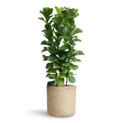 Dune Cylinder Planter - Oat -HORTOLOGY Plants Sale Ficus lyrata Bambino HydroCare Dune Cylinder Planter Oat 7f37b7d6 647d 44dd ae2b 6957ad2bb498