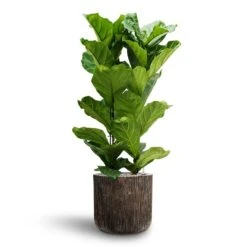 Luxe Lite Waterfall Cylinder Planter - Bronze 20 Luxe Lite Waterfall Cylinder Planter - Bronze -HORTOLOGY Plants Sale Ficus lyrata Hydroculture 2 stems Luxe Lite Waterfall Cylinder Planter Bronze 40 x 38cm 8effff35 f782 401c 9158 c06d2ac77648