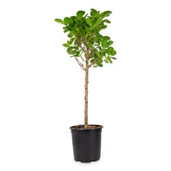 Ficus Moclame - Indian Laurel - Straight Stem -HORTOLOGY Plants Sale Ficus microcarpa Moclame Straight Stem 19x80cm