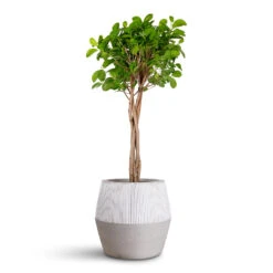 Ficus Moclame - Indian Laurel - Twisted Stem -HORTOLOGY Plants Sale Ficus microcarpa Moclame Twisted Stem 2 3x100cm Harley Ridged Pot White Stripe 34x32cm