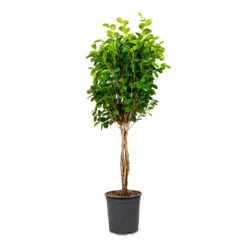 Ficus Moclame - Indian Laurel - Twisted Stem -HORTOLOGY Plants Sale Ficus microcarpa Moclame Twisted Stem 27x140cm