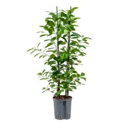 Ficus Moclame - HydroCare -HORTOLOGY Plants Sale Ficus moclame Hydroculture 18 19x100cm 2stems