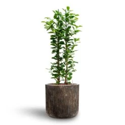 Luxe Lite Waterfall Cylinder Planter - Bronze 34 Luxe Lite Waterfall Cylinder Planter - Bronze -HORTOLOGY Plants Sale Ficus moclame Hydroculture Luxe Lite Waterfall Cylinder Planter Bronze 280b81f6 8f12 47a7 a6c7 d762651a2c2b