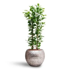 Ficus Moclame - HydroCare -HORTOLOGY Plants Sale Ficus moclame Hydroculture Opus Hammered Globe Planter Silver