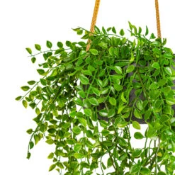 Eileen Hanging Plant Bowl - Black Washed 11 Eileen Hanging Plant Bowl - Black Washed -HORTOLOGY Plants Sale Ficus pumila Hanging Bush UV Resistant Artificial 80cm Eileen Hanging Bowl Black Washed 29x11cm 2