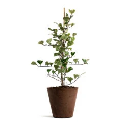 Claire Artstone Plant Pot - Oak -HORTOLOGY Plants Sale Ficus triangularis Sweetheart Triangle Fig Claire Artstone Plant Pot Oak d70c4544 8ecc 4047 9ac8 b2c0e4c7171a