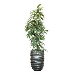 Ficus Amstel King - HydroCare 22 Ficus Amstel King - HydroCare -HORTOLOGY Plants Sale FicusAmstelKing Hydroculture GradientLeePartnerPlanter MattGrey