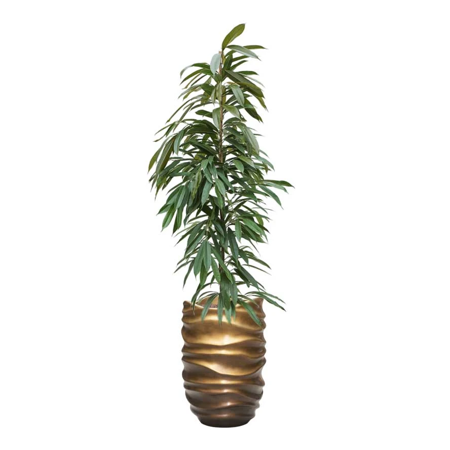 Ficus Amstel King - HydroCare 7 Ficus Amstel King - HydroCare - Image 7
