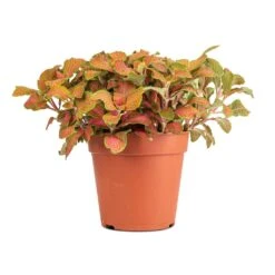 Fittonia Albivenis Mosaic Skeleton - Nerve Plant -HORTOLOGY Plants Sale Fittonia albivenis Mosaic Skeleton Nerve Plant 12x15cm