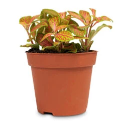 Fittonia Albivenis Mosaic Skeleton - Nerve Plant -HORTOLOGY Plants Sale Fittonia albivenis Mosaic Skeleton Nerve Plant 8.5x12cm