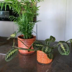 Flor Plant Pot - Orange 27 Flor Plant Pot - Orange -HORTOLOGY Plants Sale Flor Orange 1