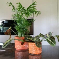 Flor Plant Pot - Orange 19 Flor Plant Pot - Orange -HORTOLOGY Plants Sale Flor Orange 2