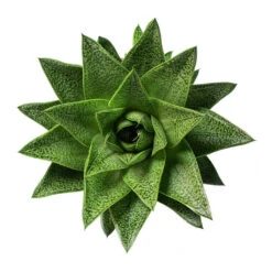 Gasteria D Tiga - Ox Tongue -HORTOLOGY Plants Sale Gasteria D Tiga Ox Tongue 10.5cm Above