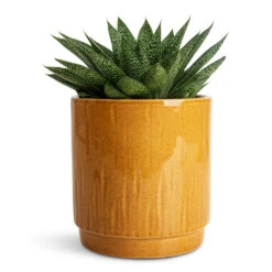 Stella Plant Pot - Mustard 9 Stella Plant Pot - Mustard -HORTOLOGY Plants Sale Gasteria D Tiga Ox Tongue 10.5x15cm Stella Pot Mustard 13x14cm 1