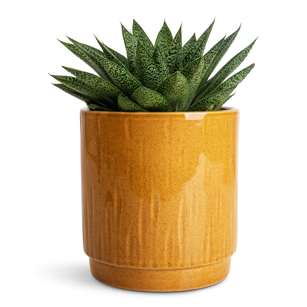 Stella Plant Pot - Mustard 3 Stella Plant Pot - Mustard - Image 3