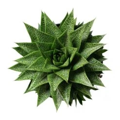 Gasteria D Tiga - Ox Tongue -HORTOLOGY Plants Sale Gasteria D Tiga Ox Tongue 17cm Above