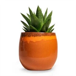 Gasteria D Tiga - Ox Tongue -HORTOLOGY Plants Sale Gasteria D Tiga Ox Tongue Houseplant 10.5x15cm Plant Pot Charlotte Orange 15x13cm 851386da 0813 4a72 a597 5cc66f059b1e