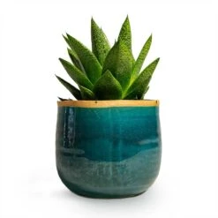 Gasteria D Tiga - Ox Tongue -HORTOLOGY Plants Sale Gasteria D Tiga Ox Tongue Houseplant 10.5x15cm Plant Pot Iris Turquoise 14x12cm