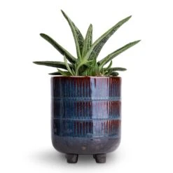 Gasteria Little Warty - Ox Tongue