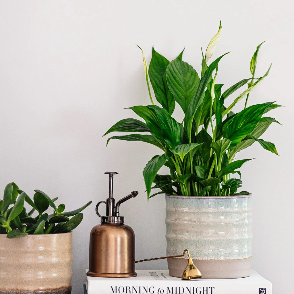 Gia Rippled Ceramic Plant Pot - Ice Cream Dip Marshmallow & Latte Two-Tone 2 Gia Rippled Ceramic Plant Pot - Ice Cream Dip Marshmallow & Latte Two-Tone - Image 2