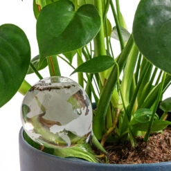 Globe Plant Waterer -HORTOLOGY Plants Sale Globe Plant Waterer 18
