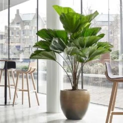 Gradient Balloon Planter - Matt Honey -HORTOLOGY Plants Sale Gradient Balloon Planter Matt Honey 1